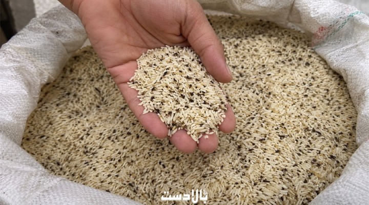 تشخیص برنج کهنه و آفت‌زده از روی ظاهر | 7 نشانه طلایی